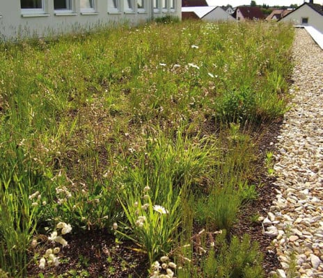 Dachbegruenung Pflanzen Fuer Die Extensivbegruenung arten extensiv und intensivbegr 252 nung flachdach Dachbegruenung Pflanzen Fuer Die Extensivbegruenung arten extensiv und intensivbegr 252 nung flachdach