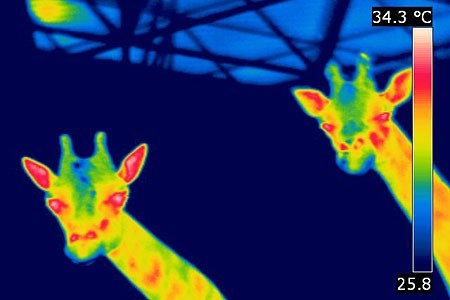 Auch Tiere oder Menschen lassen sich thermografisch abbilden