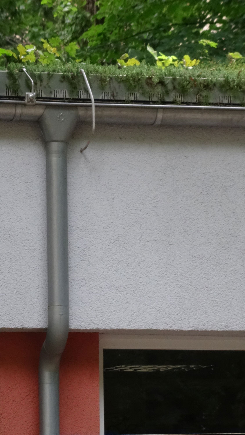 Der Wurzelbereich wirkt wie ein Bodenfilter und sorgt für einen Abbau von Schadstoffen.