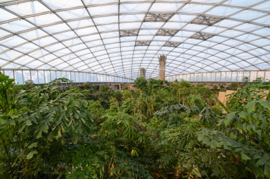 Regenwald im Gondwanaland
