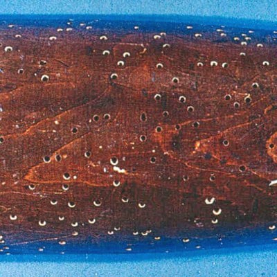 Holzoberfläche mit Fluglöchern