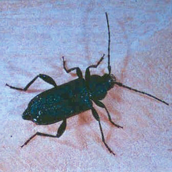 Blauer Scheibenbock