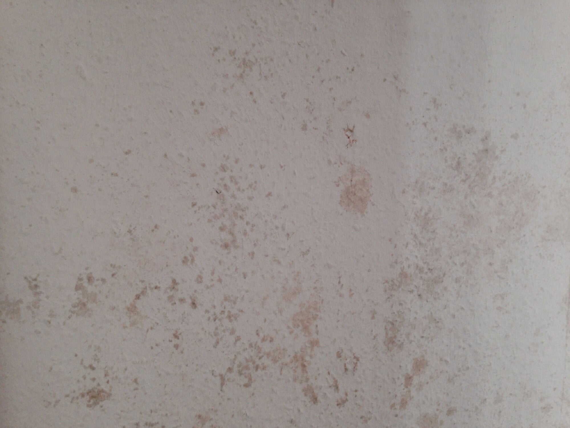 Feuchte Wand
