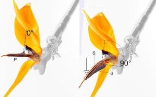 Bewegungsabläufe in der Blüte der Paradiesvogelblume