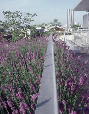 Intensivbegrünung mit Lavendel und Obstbäumen