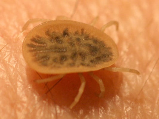 Taubenzecke (Argas Reflexus)