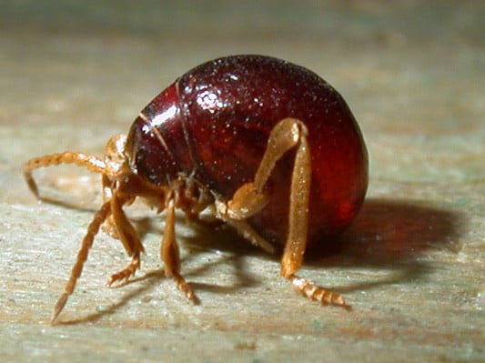 Kugelkäfer (Gibbium Psylloides)