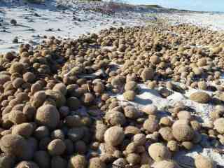 See-, Meer- oder Neptunbälle gelten an den Stränden europäischer Küsten als Abfallprodukt.