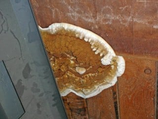 Din 68800 Holzschutz Geneigtes Dach Normenrichtlinien