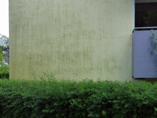 Algen- und Pilzbefall auf WDVS