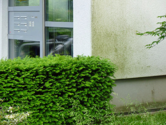 Algen- und Pilzbefall auf WDVS