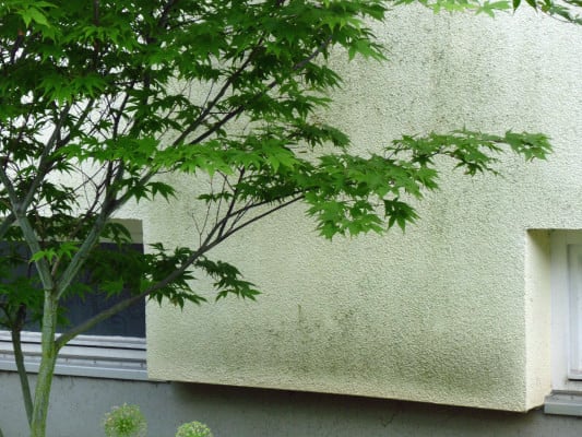 Algen- und Pilzbefall auf WDVS