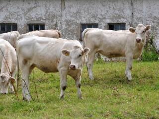 Zur Biomasse gehören u.a. Nebenprodukte tierischer Herkunft aus der Landwirtschaft.