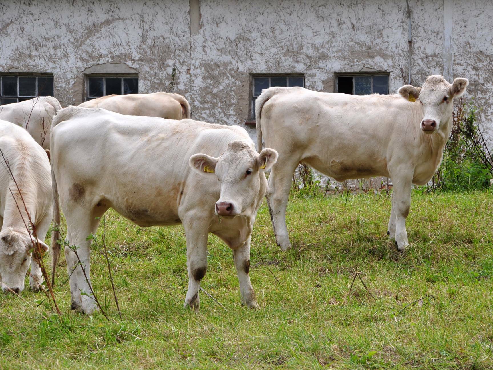 Zur Biomasse gehören u.a. Nebenprodukte tierischer Herkunft aus der Landwirtschaft.