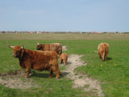 Auch Tiere produzieren Biomasse