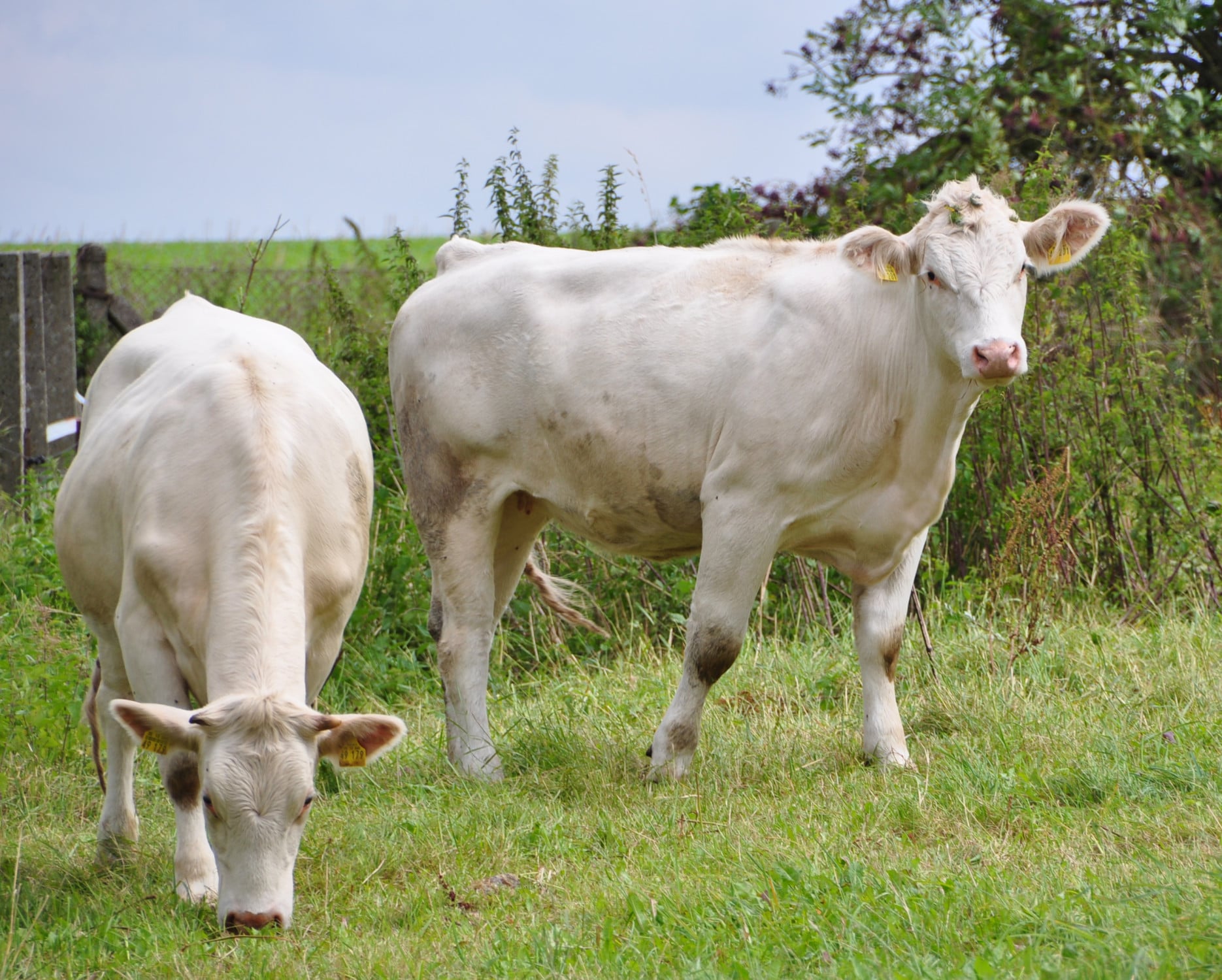 Biogas kann u.a. aus Gülle gewonnen werden