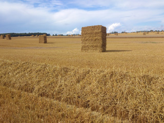 Stroh