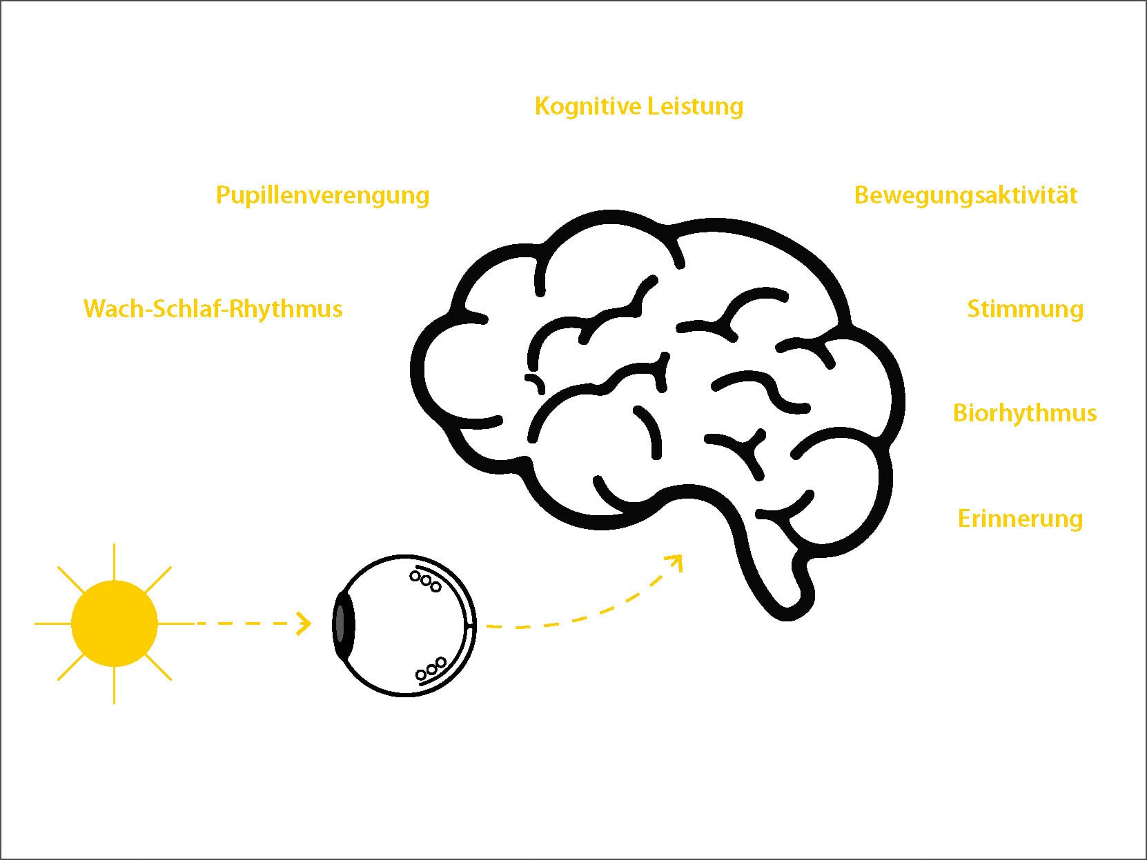 Natürliches Sonnenlicht ist unentbehrlich für den Menschen - es ist für viele biochemische Prozesse im Körper verantwortlich und hat einen großen Einfluss auf unsere psychische und physische Gesundheit.