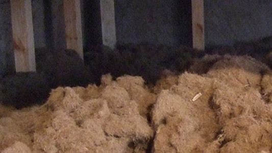Im Herstellungsprozess werden die Seegrasbälle zu einer losen Dämmwolle verarbeitet