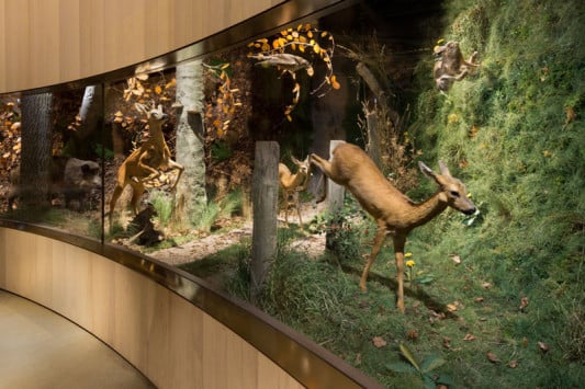 Das Science Center Wald im Erd- und Obergeschoss