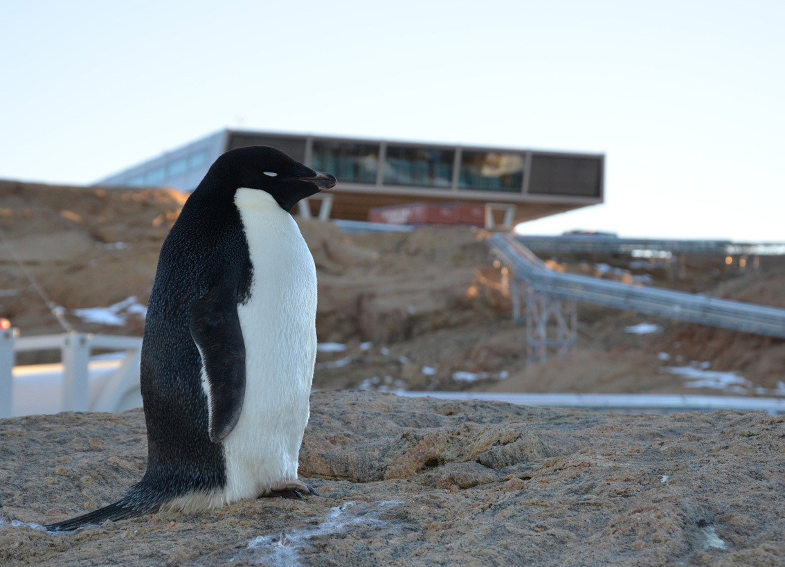 Die Pinguine haben sich an ihre neuen Nachbarn schon gewöhnt