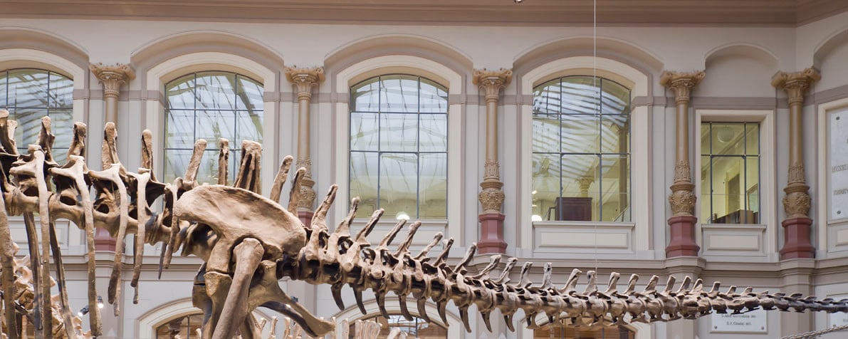 Hinter den großen Original-Sprossenfenstern zum Saurierseal wurden Brandschutzverglasungen eingebaut