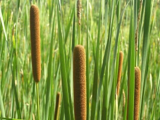 Das Süßgras wächst an Gewässern