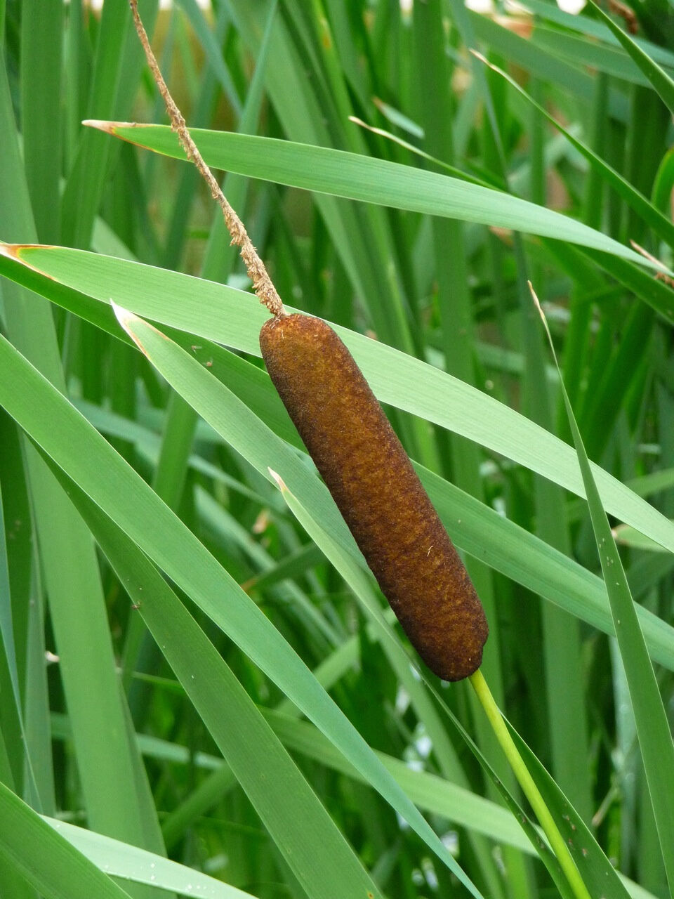 Die bis zu 4 Meter langen Blätter der Rohrkolbenpflanze (Typha) bestehen aus reißfesten Fasern und einem komprimierbaren Schwammgewebe.
