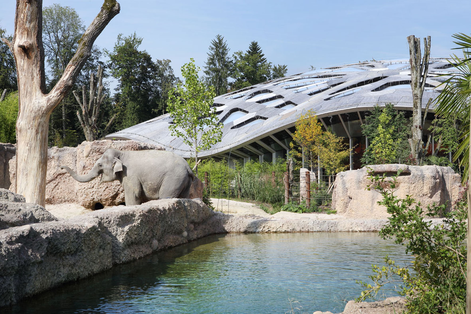Der abwechslungsreich gestaltete und Bewegungsanreize bietende Elefantenpark bietet Wasserbecken, Sandbäder, Schlammsuhlen, Bäume und Scheuerstellen