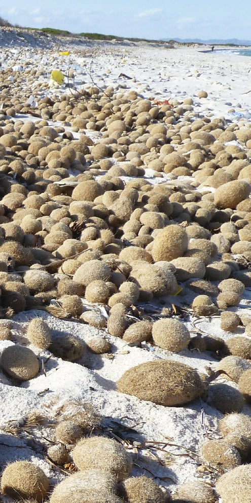 Die 2 bis 10 cm großen Seegraskugeln werden an Stränden in Tunesien und Albanien von Hand eingesammelt