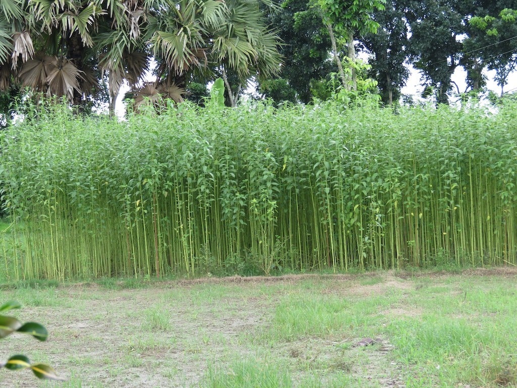 Jutepflanzen in der Umgebung von Jessore (Bangladesch)