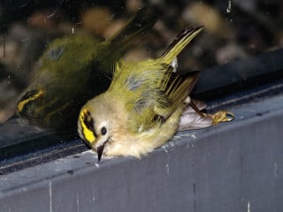 Wintergoldhähnchen
