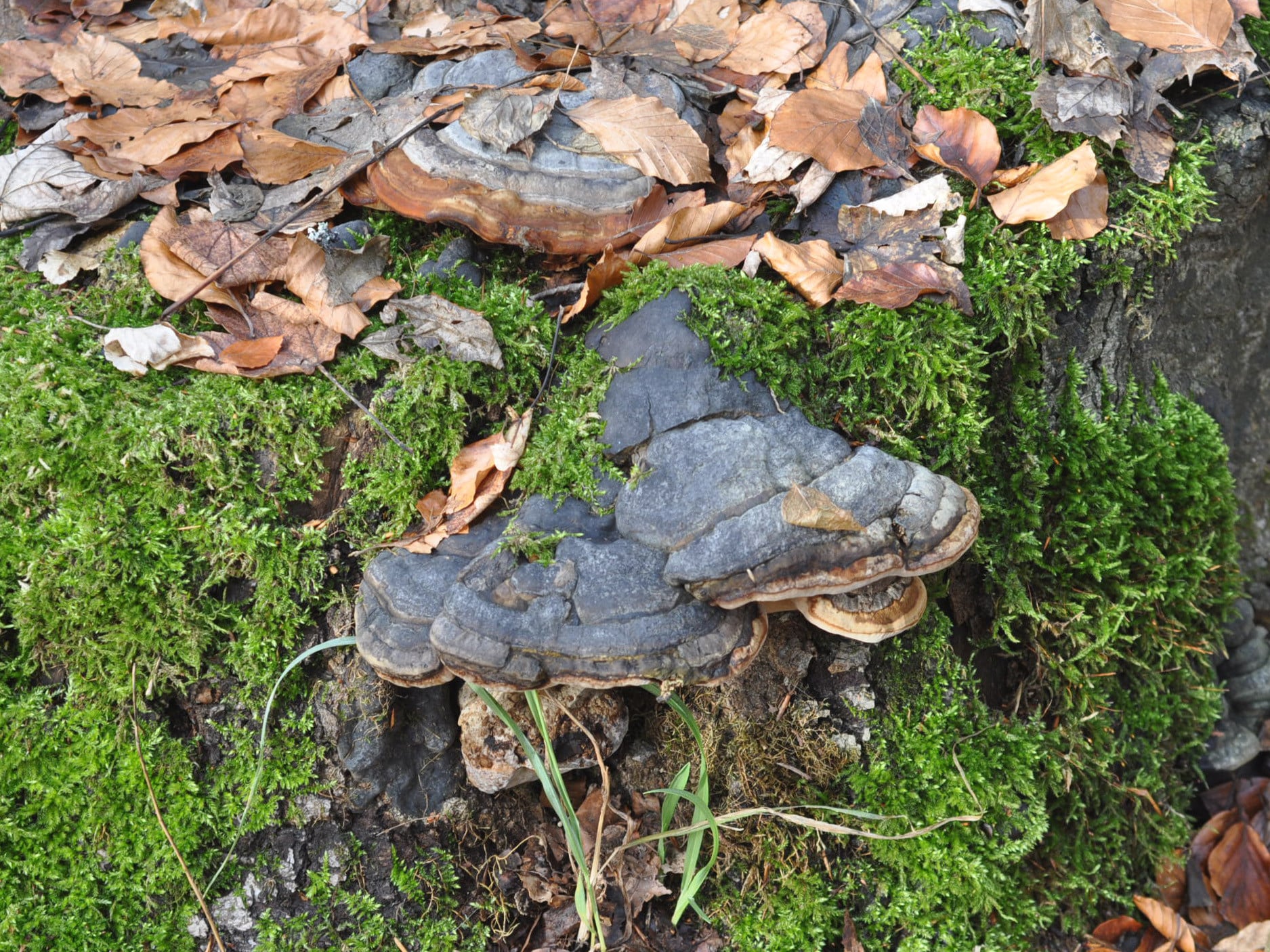 Sichtbar aus dem Boden ragt der Fruchtkörper, während ein Großteil des Pilzes als feines Gefelcht fadenförmiger Zellen (Myzel) im Boden wächst