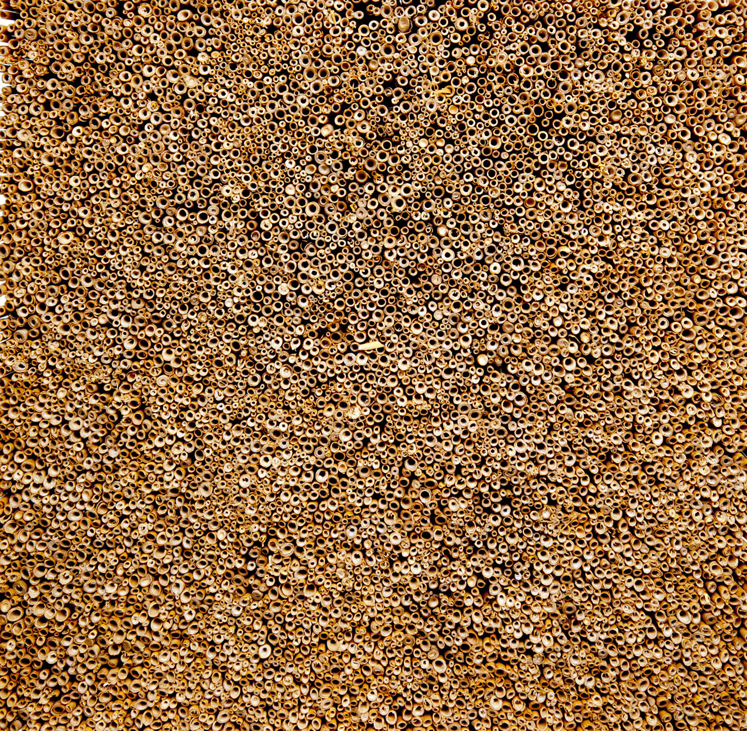 Ein Modul besteht aus einer 50 x 50 x 18 cm großen Trägerplatte, auf der die Schilfbündel senkrecht mit einem haftenden Schaum fixiert sind, wobei die Schnittkanten in den Raum zeigen