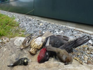 Durch mangelnde Vogelschutzmaßnahmen sterben in Deutschland rund 18 Millionen Vögel nach Kollisionen mit Glasfassaden