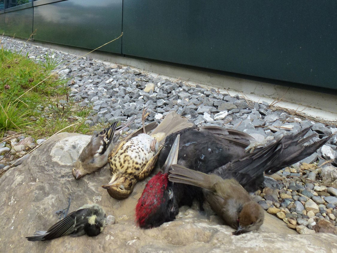 Durch mangelnde Vogelschutzmaßnahmen sterben in Deutschland rund 18 Millionen Vögel nach Kollisionen mit Glasfassaden.