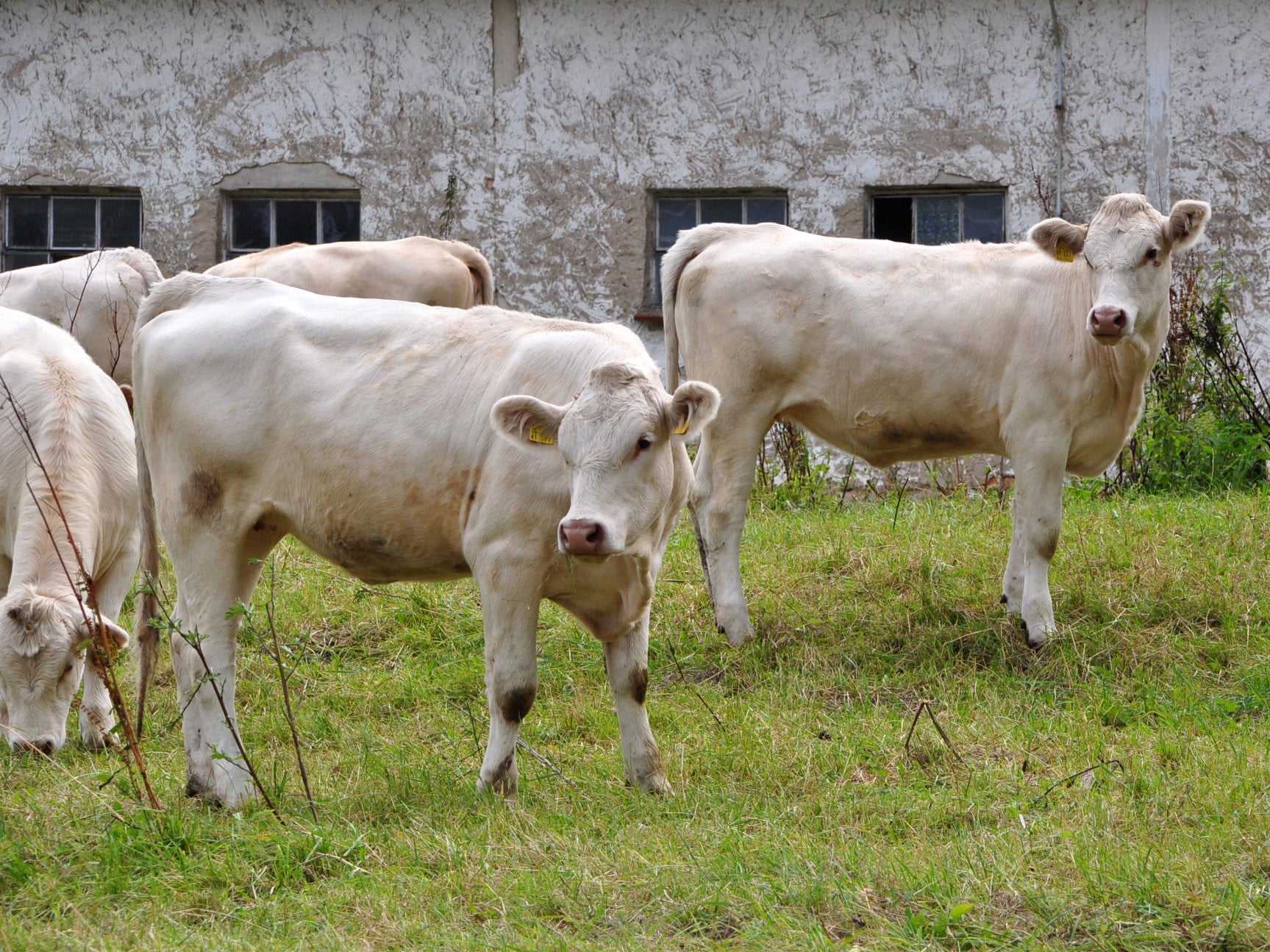 Biogas entsteht beim bakteriellen Abbau von organischem und tierischem Abfallmaterial unter Licht- und Luftabschluss in einem Faulbehälter