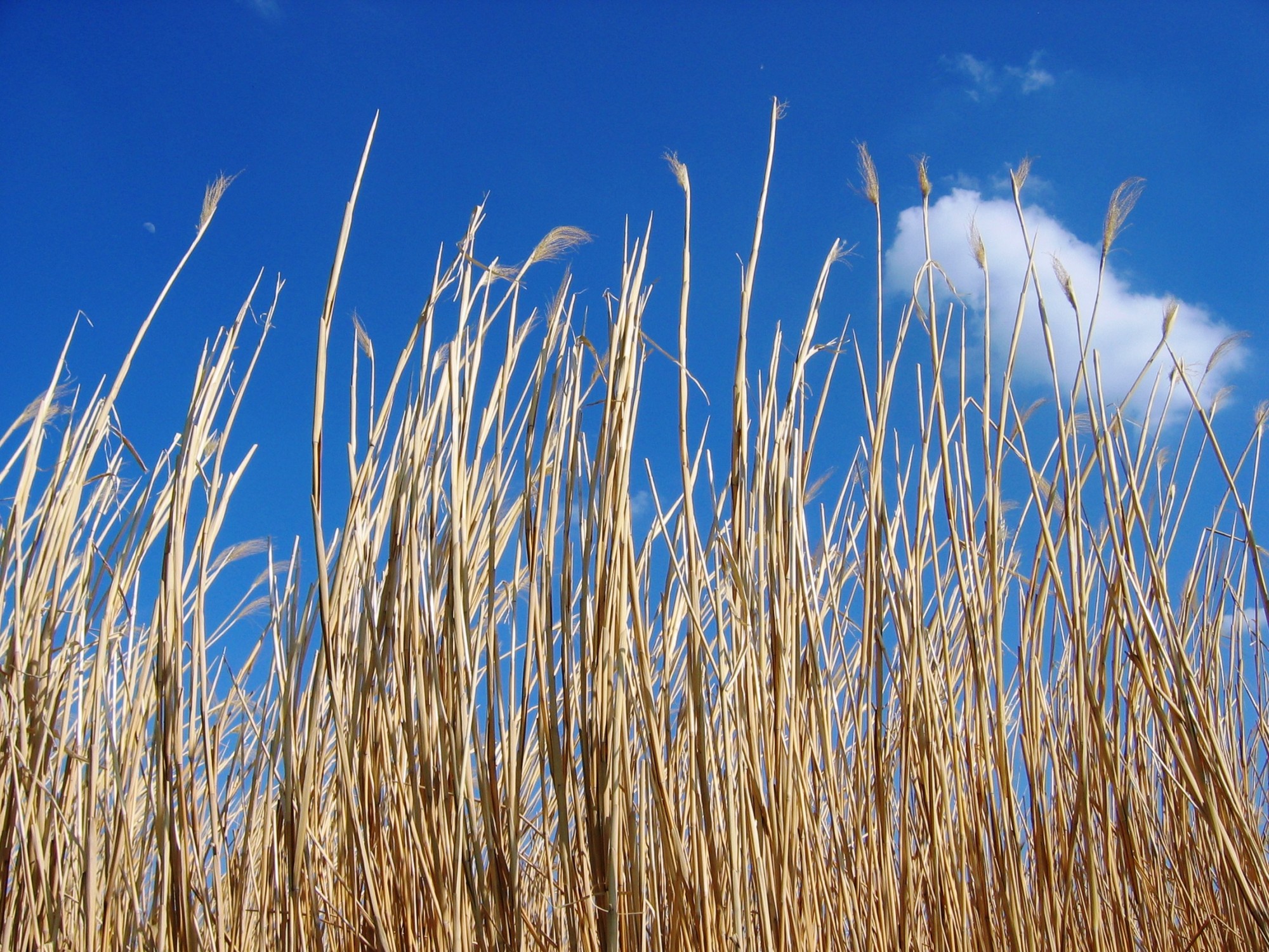 Das Riesen-Chinaschilf (Miscanthus) ist eine bedeutende Energiepflanze. 