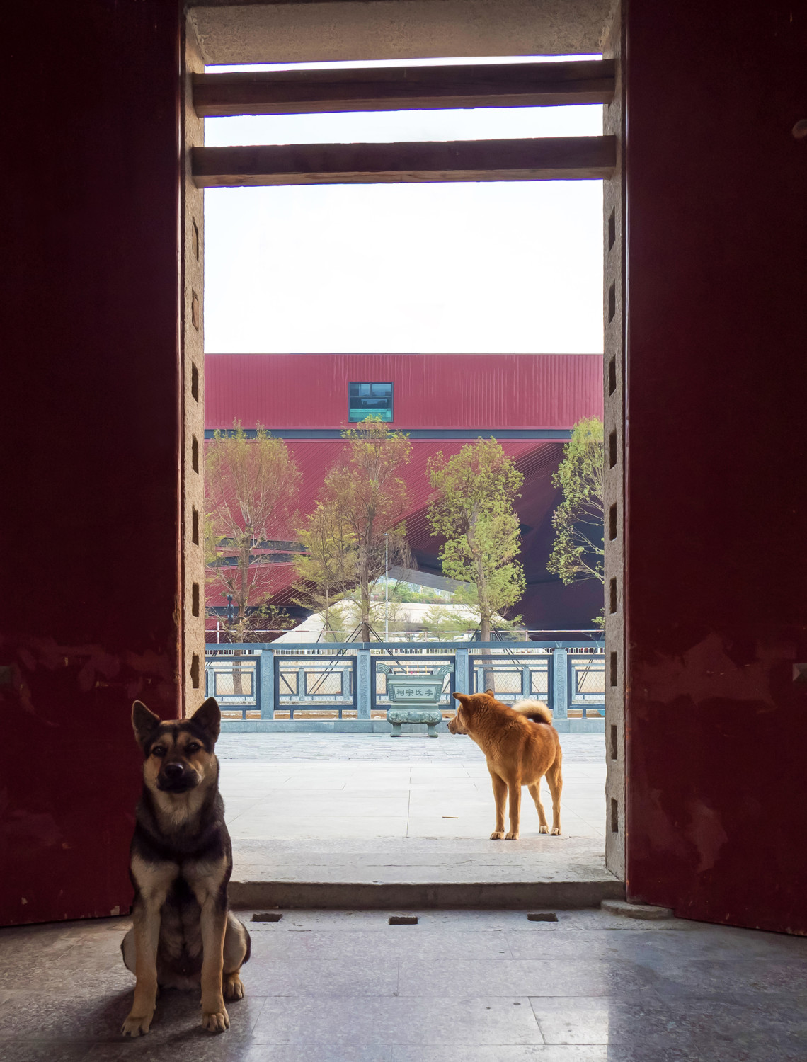 Stillleben mit Hunden: Blick aus dem traditionellen Quartier zum Kulturzentrum