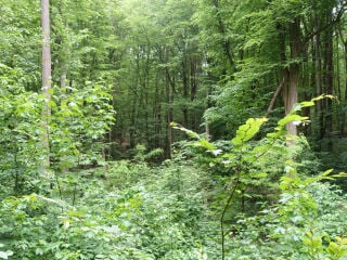 Der ökologische Fußabdruck gibt an, wie viele Hektar Acker-, Weide-, Siedlungs-, Wald-, Energie- und Meeresflächen notwendig sind, um die verbrauchten Ressourcen zu erneuern.