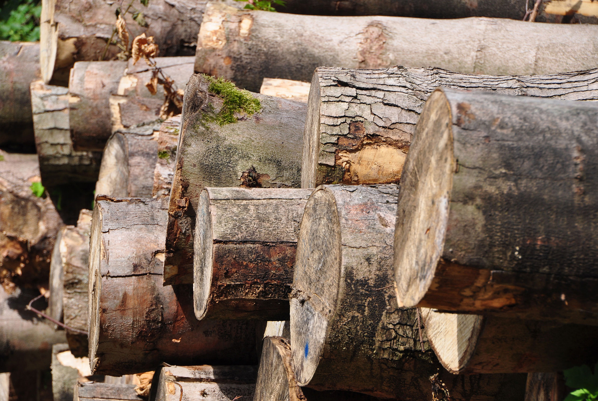Das Wesen des Holzbaus Holz Einführung