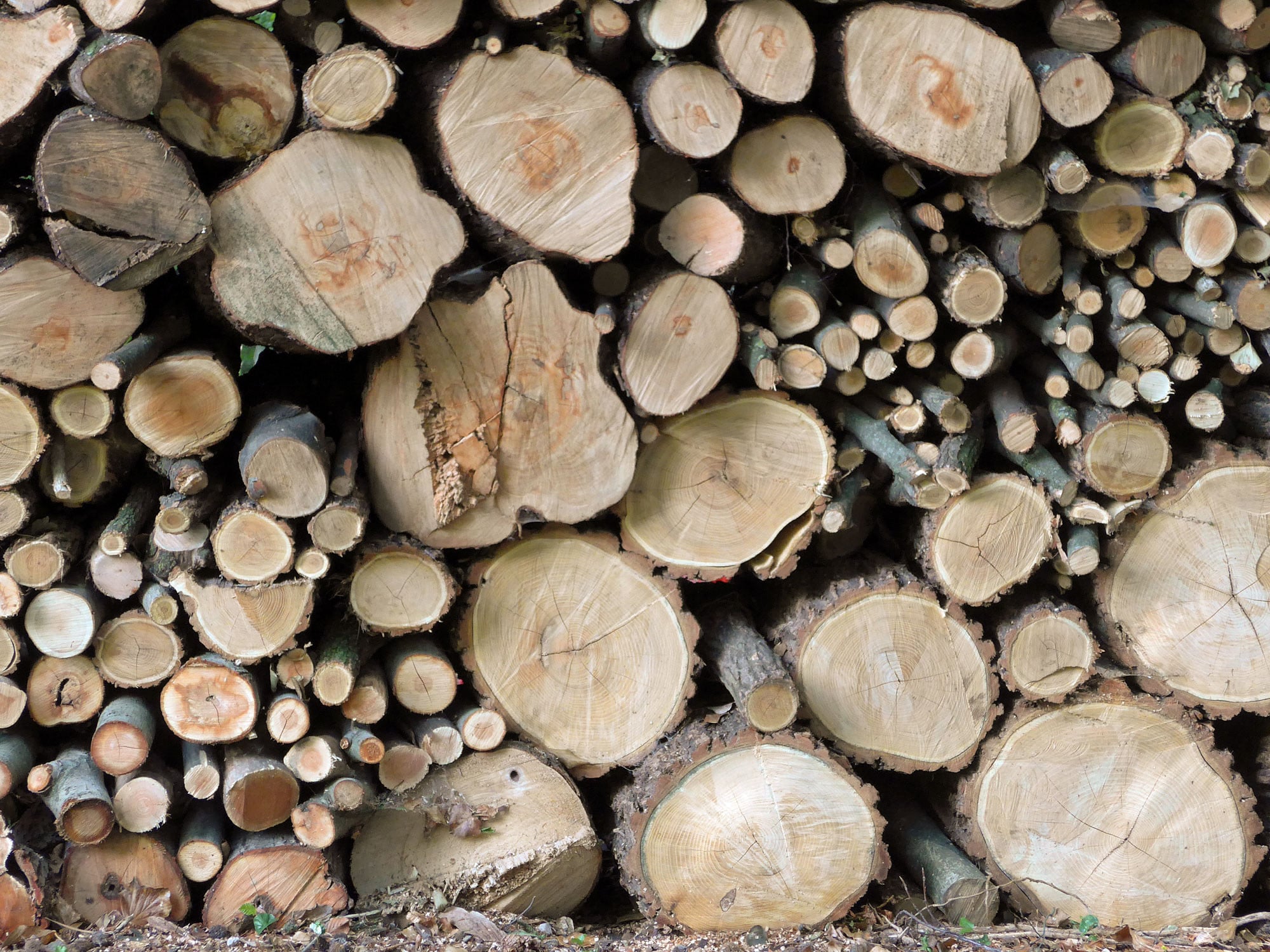 Die Eigenschaften unterschiedlicher Holzarten können stark voneinander abweichen.