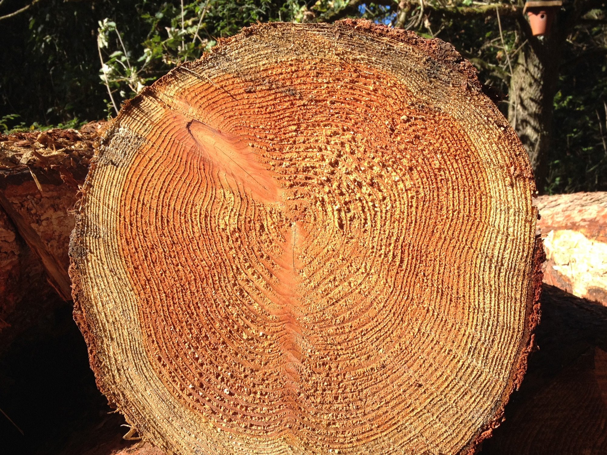 Vollholz Holz Baustoff Holz Baunetz Wissen