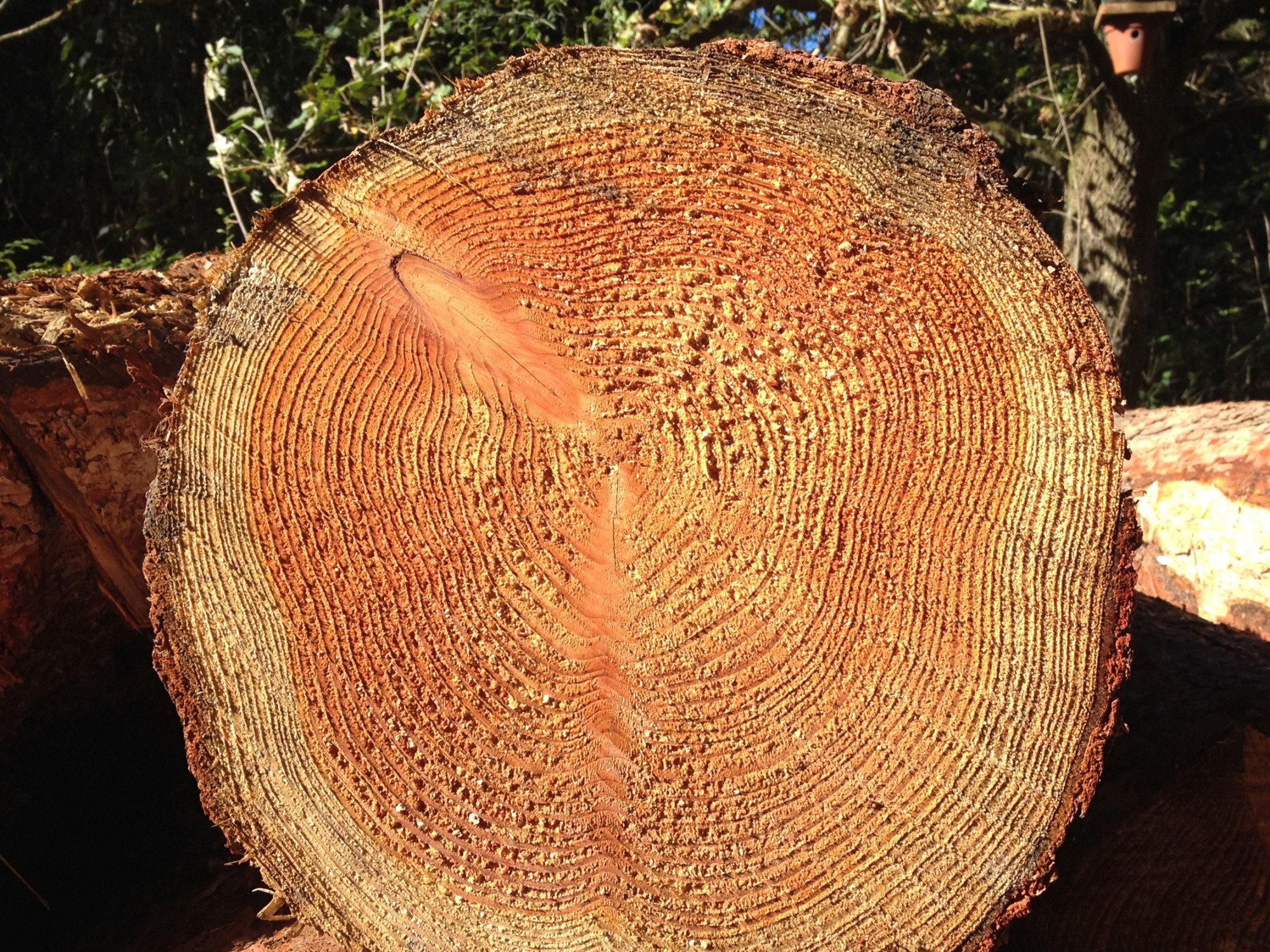 Stammquerschnitt Kiefer: Holz ist ein Naturprodukt und kann je nach Art, Standort und Wuchsbedingungen Inhomogenitäten aufweisen. 