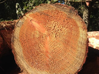 Holzarten und spezifische Eigenschaften