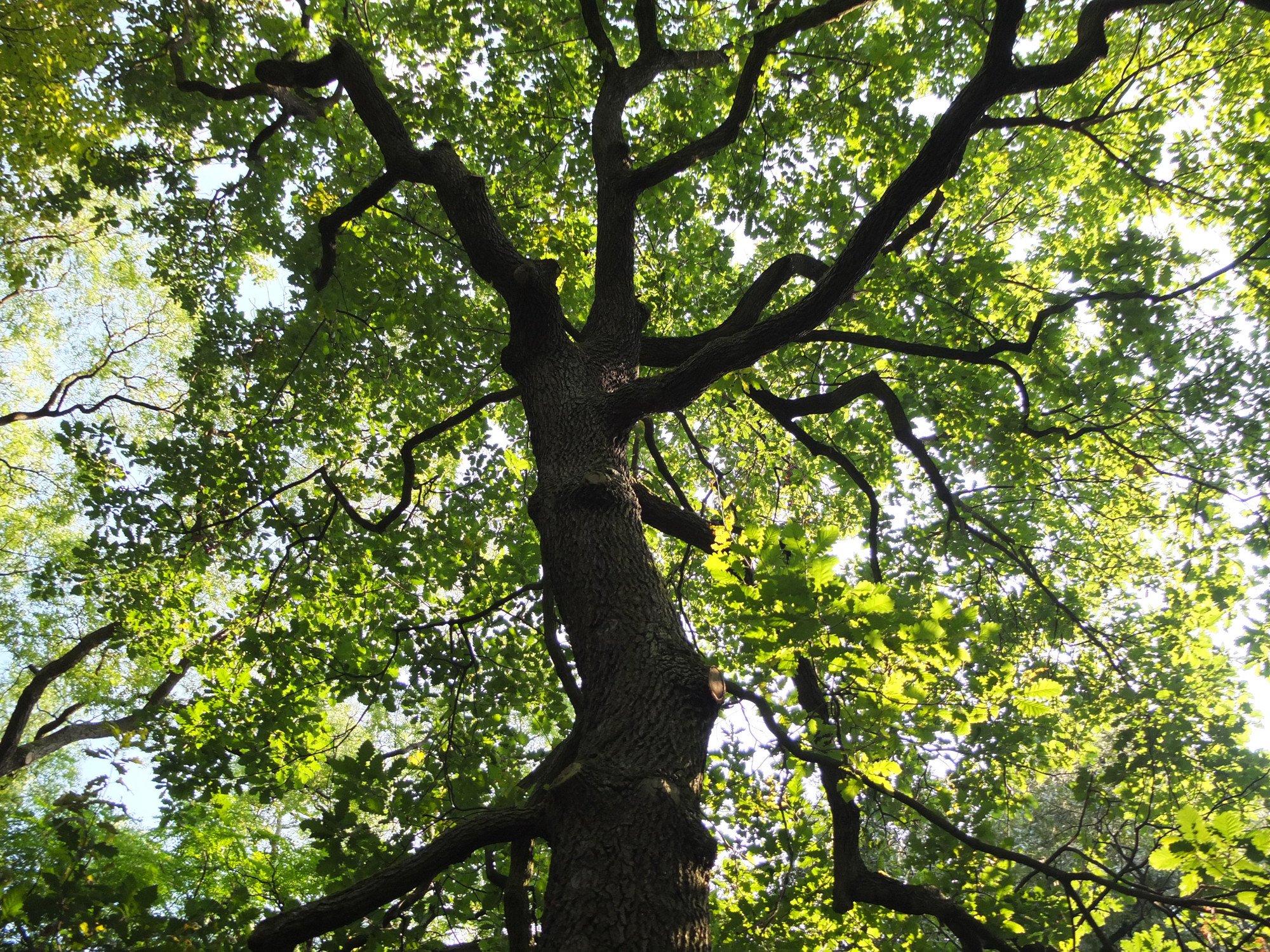 Die Eiche (rund 1,1 Millionen Hektar Waldfläche) ist ebenfalls verbreitet, sie folgt an vierter Stelle hinter Kiefer und Buche.