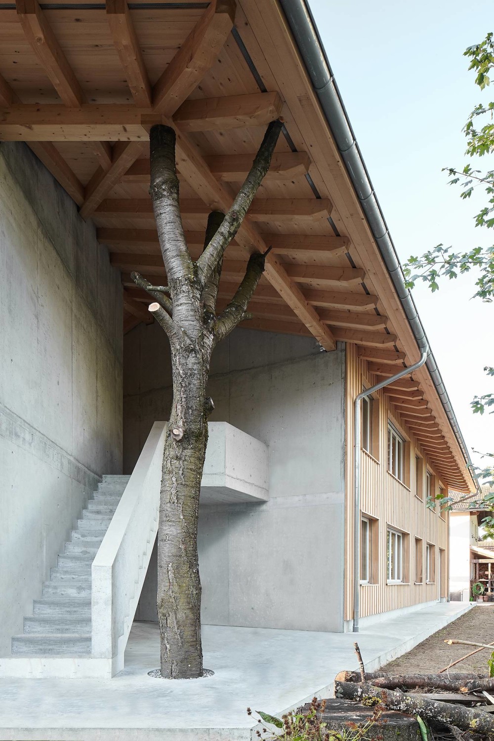 Ein alter Kirschbaum musste dem Neubau weichen, wurde aber als Stütze wiederverwendet.