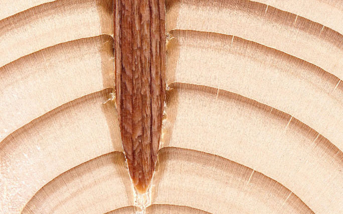 Aufgrund der großen Hitze, die beim Einschießen durch die Reibung entsteht, verbinden sich die Holznägel unlösbar mit dem Trägerholz zu einer Einheit.