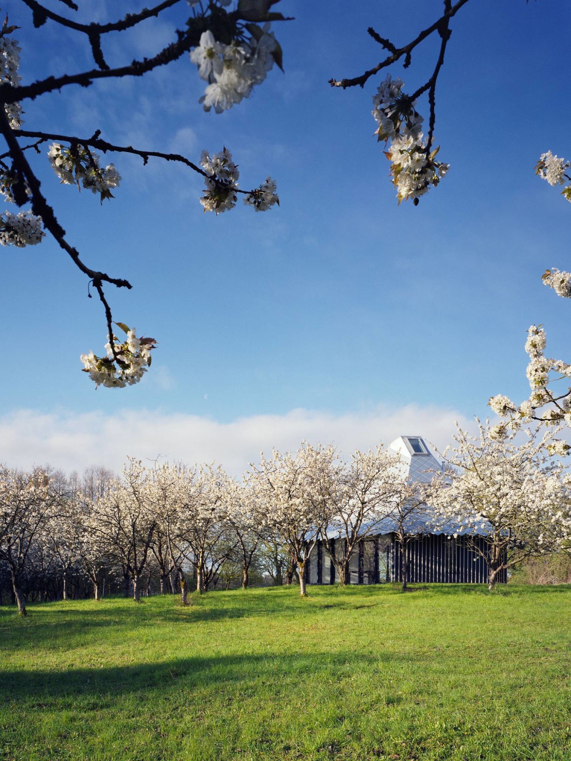 Die Kirschblüte unterstreicht das asiatische Flair des Baus. 