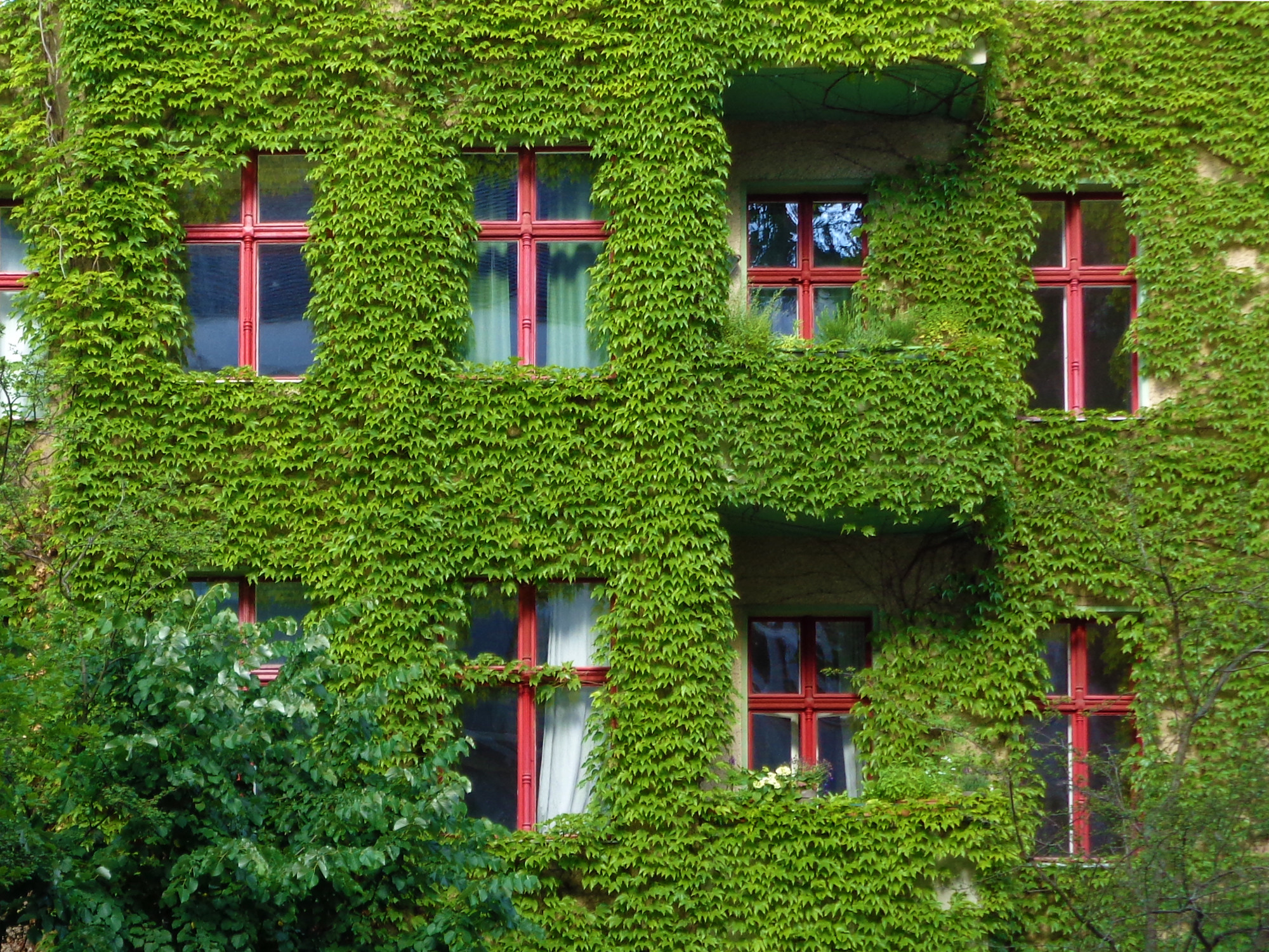 Rot lackierte Fensterkreuze aus Holz bilden einen farblichen Komplimentärkontrast zum grünen wilden Wein